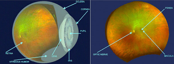 eye technology diagram